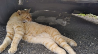 Ă
